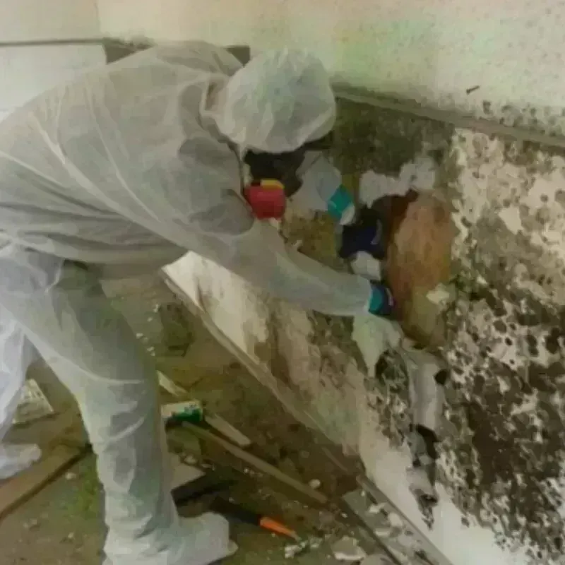 Mold Remediation and Removal in Paradise, CA